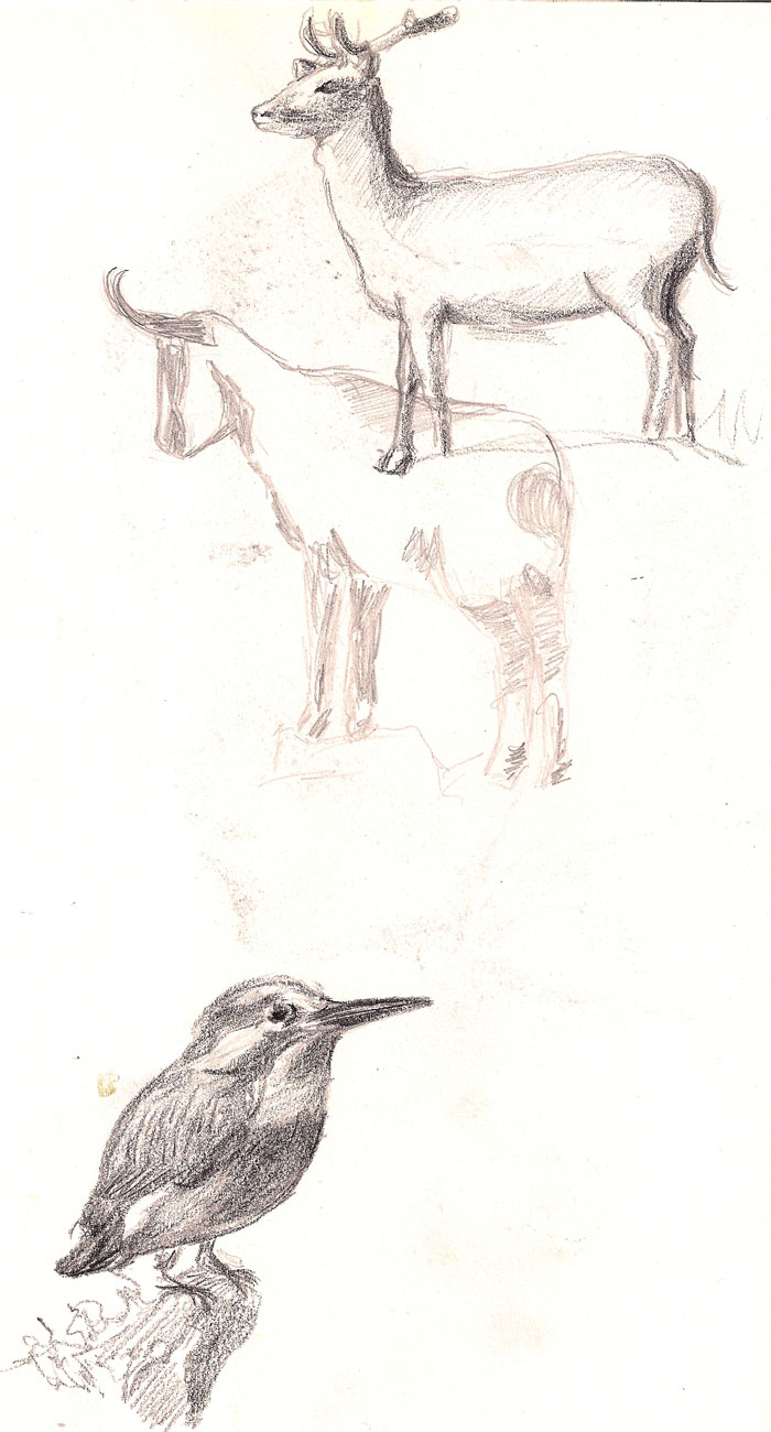 Animal Paintings Black White Pencil Sketch Stock Illustration 1663913734   Shutterstock
